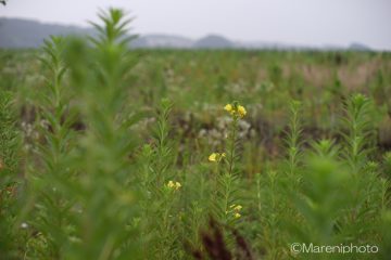 黄色い花の草
