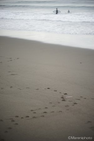 砂浜に犬の足跡