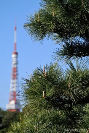 東京タワーを背景に松