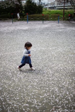 桜の花の散った公園を走る子供