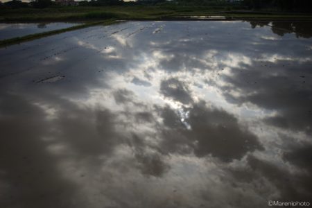 田んぼの水に映った曇り空