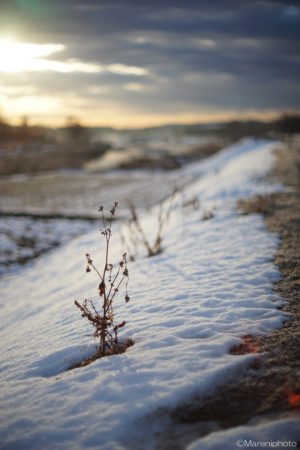 朝日を浴びる雪中の枯れ草
