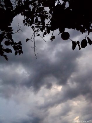 柿の木と曇り空