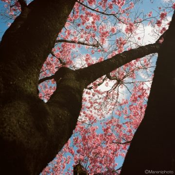 桜の樹と花と空