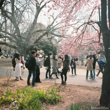 桜の下で写真を撮る人