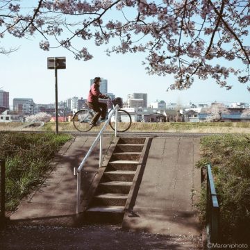 桜の木のそばを自転車で通る人