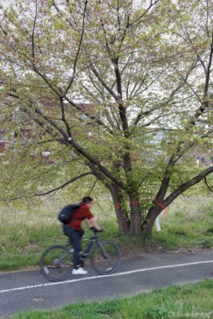 桜の樹と自転車に乗る人