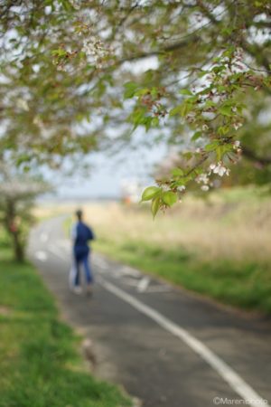 桜の樹とジョギングする人