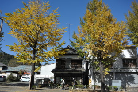 銀杏の木と古い家