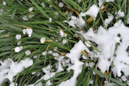 草の上の花びらと雪
