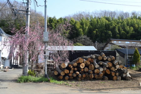 枝垂桜と材木