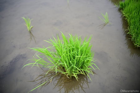 田植え前の稲