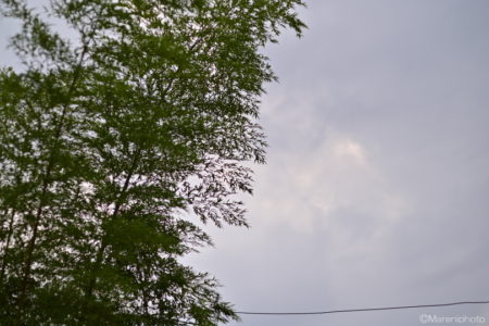 竹と曇り空