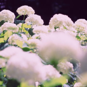 白い紫陽花（アナベル）