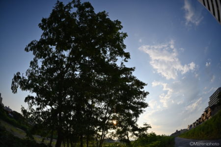 大木と夕空