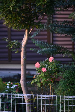 夕日を浴びる庭木と花