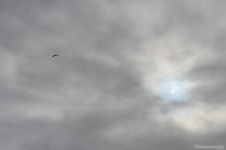 曇り空を飛ぶ鳥と太陽