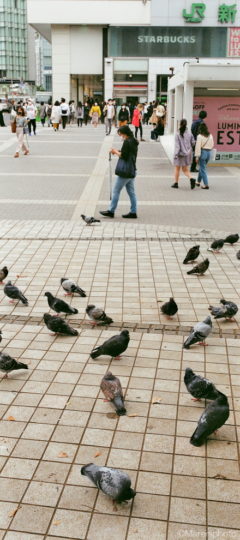 新宿駅前の鳩と歩く人
