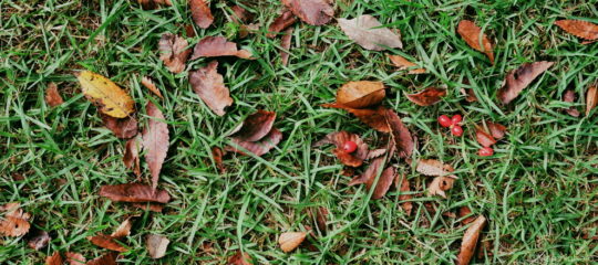 芝生の上の落ち葉と赤い木の実