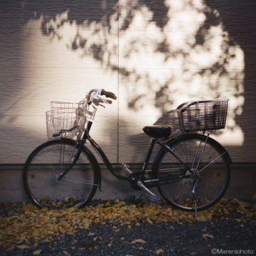 自転車とイチョウの樹影