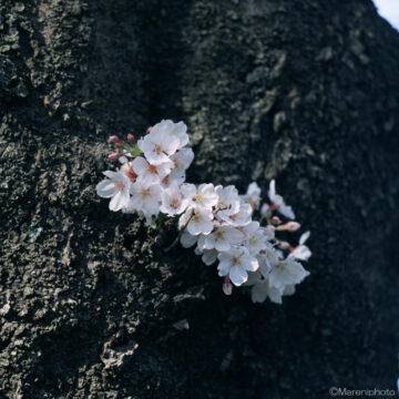 幹に咲いた桜の花