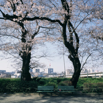 桜の樹