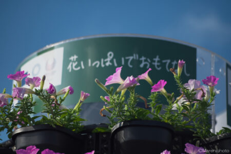 TOKYO2020聖火台会場の花